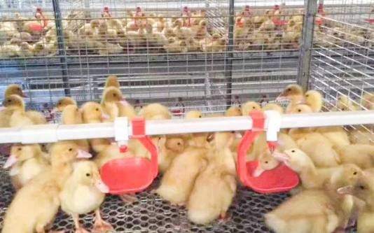 養(yǎng)鴨場老板:熱泵供暖溫度高,費用比燒煤還省!